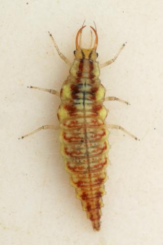 Réf. 287 873 : Chrysoperla sp.